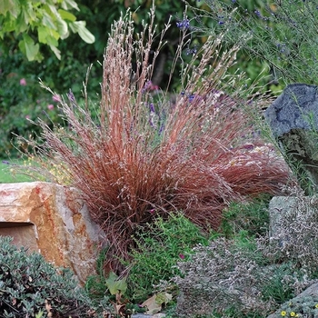 Schizachyrium scoparium 'Blaze' 