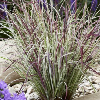 Schizachyrium scoparium 'Chameleon' 