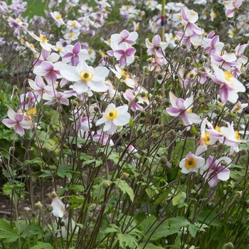 Anemone 'Dainty Swan' PPAF