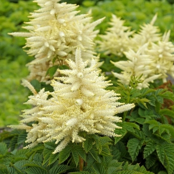 Aruncus 'Sparkles' 