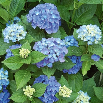 Hydrangea arborescens 'Bella Anna®' 
