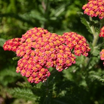 Achillea millefolium 'Skysail Fire' 
