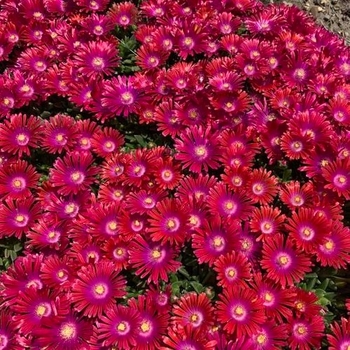 Delosperma 'Orange Crush' PP30806
