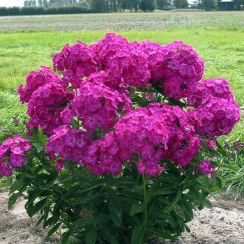 Phlox paniculata 'Ruby' USPP 27,660