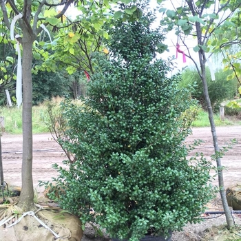 Ilex crenata 'Chesapeake' 