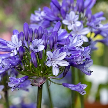 Agapanthus 'DWAgHyb20' PPAF