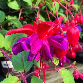 Fuchsia 'Double Otto' 