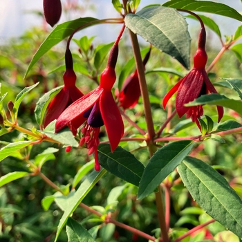 Fuchsia 'David'