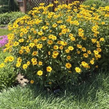 Heliopsis helianthoides 'Tuscan Sun' (303618)