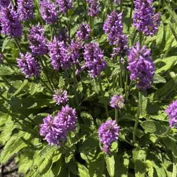 Stachys monieri 'Hummelo' (303620)
