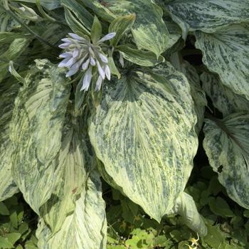 Hosta 'Emperor's New Clothes' (303621)