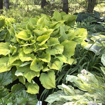 Hosta Shadowland® 'Coast to Coast' (303623)