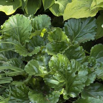 Bergenia 'Ripple Effect'