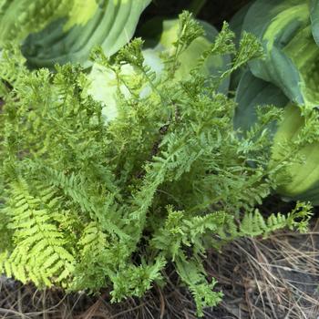 Athyrium filix-femina 'Fronds Forever' (303625)