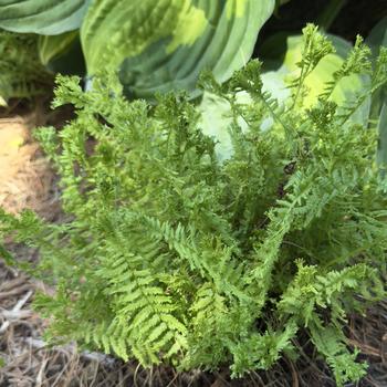 Athyrium filix-femina 'Fronds Forever' (303627)