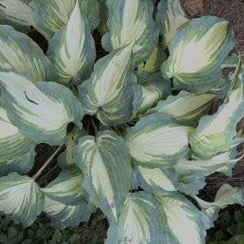Hosta 'Leaving Me Breathless' 