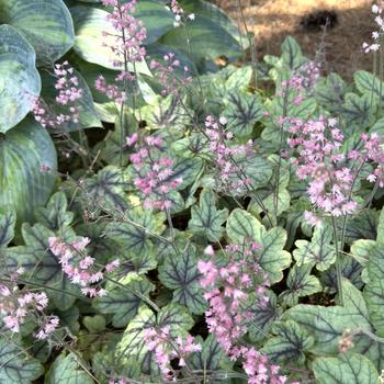 Heucherella 'Pink Fizz' (303630)
