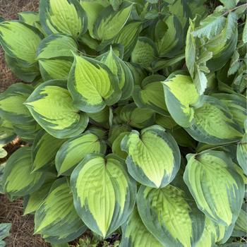 Hosta 'Island Breeze' (303631)