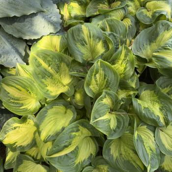 Hosta Shadowland® 'Etched Glass' (303632)