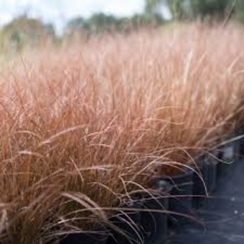 Carex tenuicumis 'Cappuccino' 