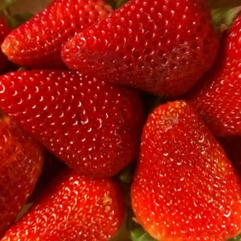Fragaria ananassa 'Allstar' 