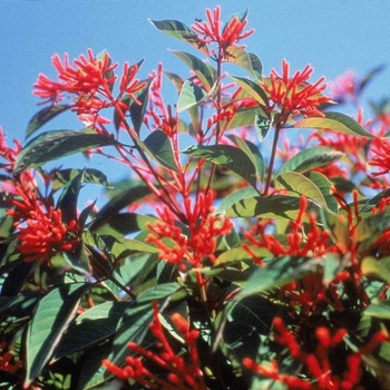 Hamelia patens 'Firefly' 