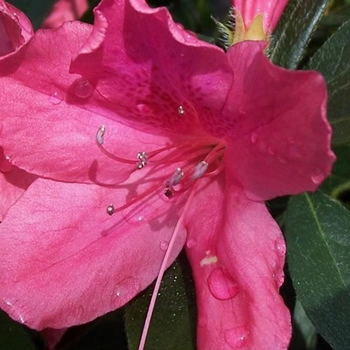 Rhododendron indica 'Southern Charm' 