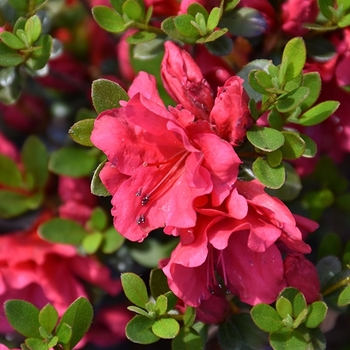 Rhododendron Girard hybrid 'Vivid' 