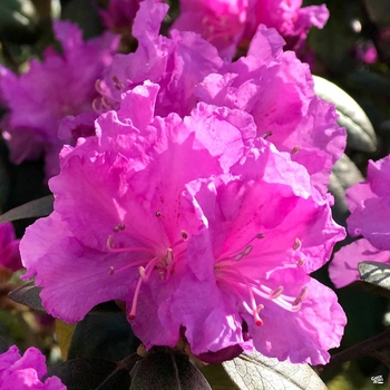 Rhododendron 'Roblezd' PPAF