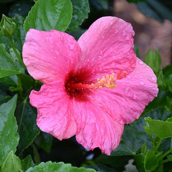 Hibiscus rosa-sinensis 'Cayman Wind' PP19599P2
