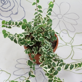 Ficus pumila 'Variegata' 