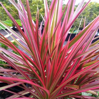 Dracaena marginata 'Colorama' 