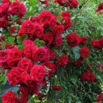 Rosa 'Blaze' 