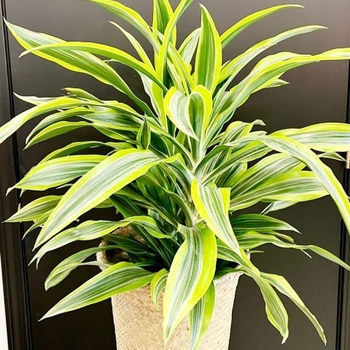 Dracaena deremensis 'Lemon Lime' 