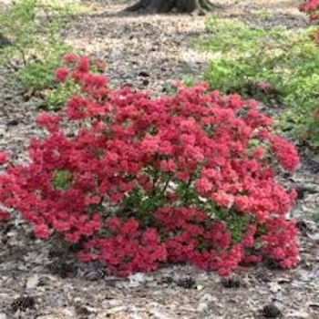 Rhododendron Girard hybrid 'Girard's Crimson' 