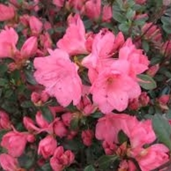 Rhododendron Karume hybrid 'Blaauw's Pink' 