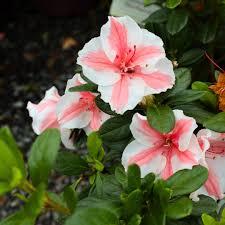Rhododendron 'Robleze' USPP27459P2