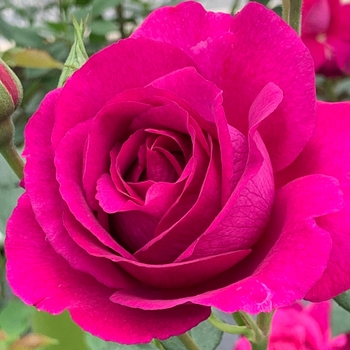 Rosa 'MEIscouby' PPAF