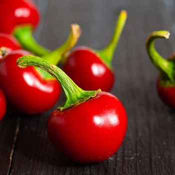 Capsicum annuum 'Red Hot Cherry' 