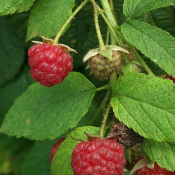 Rubus idaeus