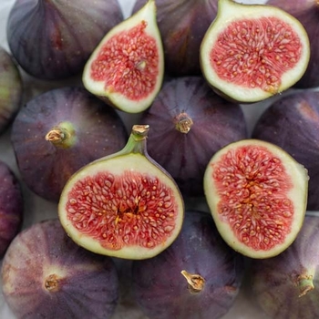 Ficus carica 'LSU Purple' 