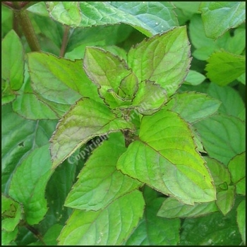 Mentha suaveolens