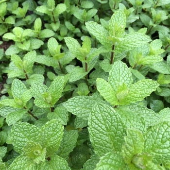Mentha spicata 'Mojito Cocktail Mint' 