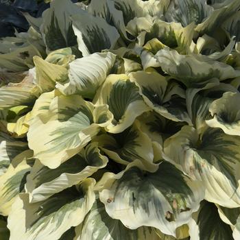 Hosta 'Liberty' (303680)