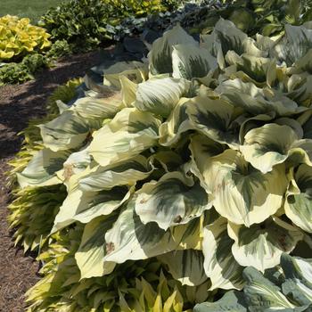 Hosta 'Liberty' (303681)
