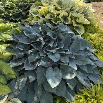 Hosta 'Halcyon'