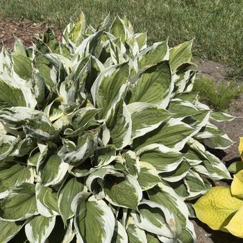 Hosta 'Minuteman' (303683)