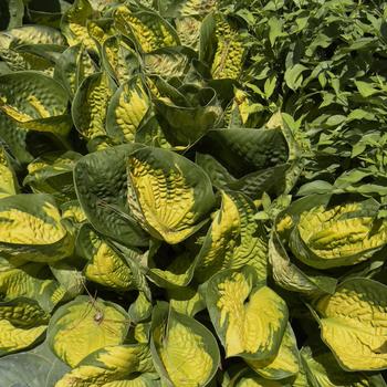 Hosta 'Rainforest Sunrise' (303684)