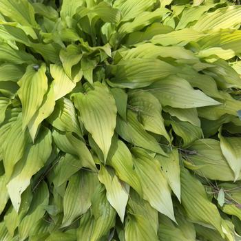 Hosta 'Time in a Bottle' (303685)