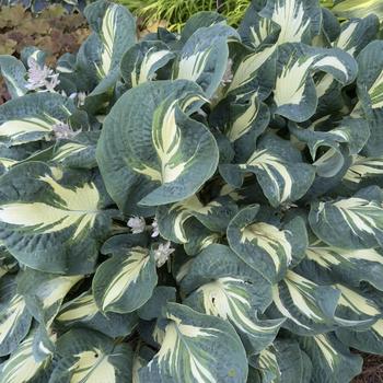 Hosta 'Hans' (303686)
